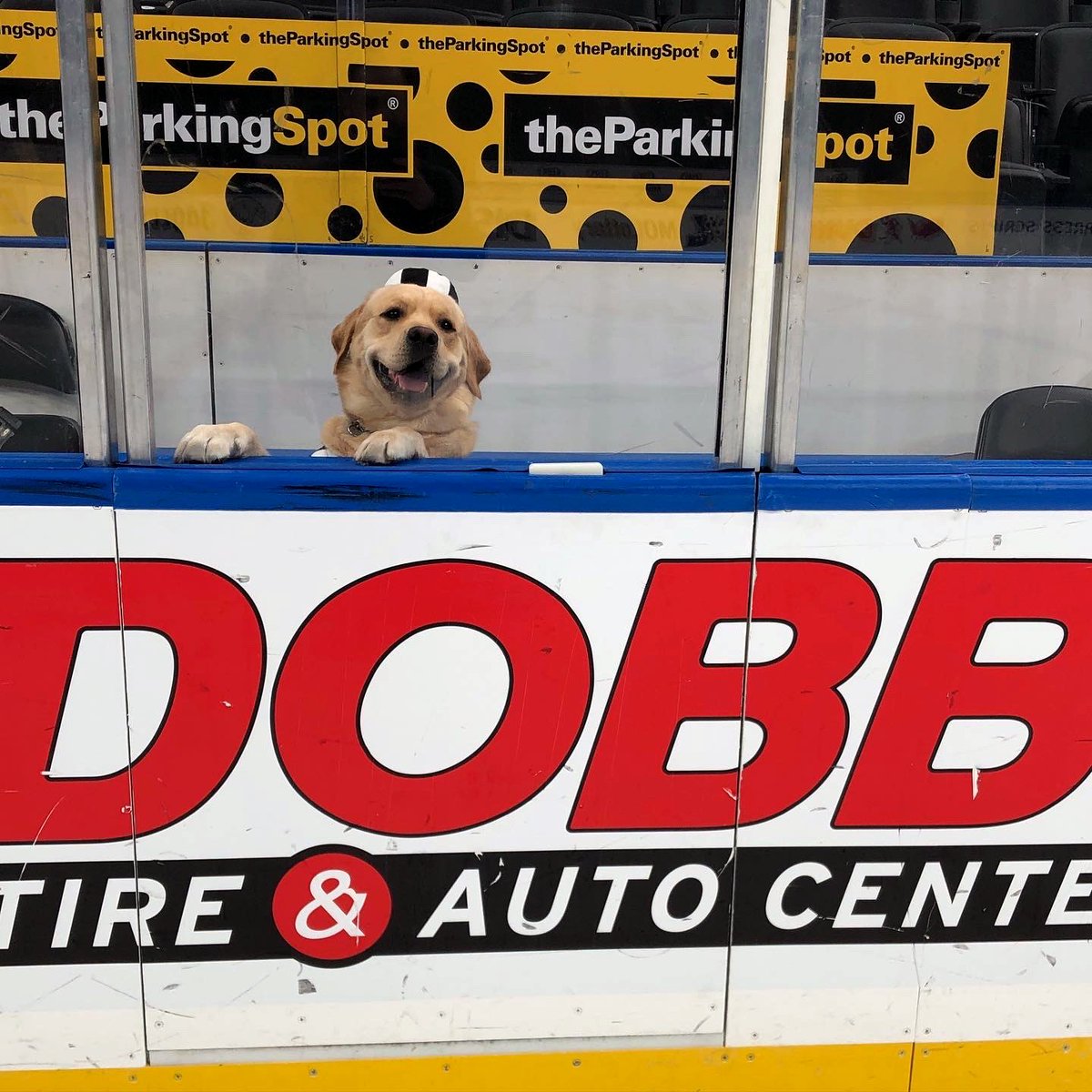 StLouisBlues's tweet image. Bad to the bone 🦴

(just kidding Barclay's still a very good boy)