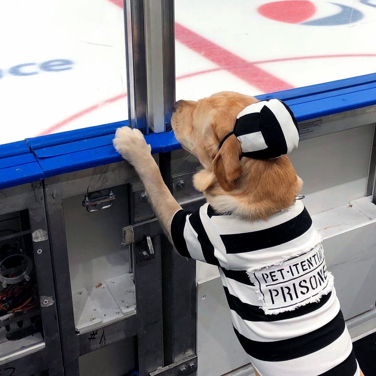 StLouisBlues's tweet image. Bad to the bone 🦴

(just kidding Barclay's still a very good boy)