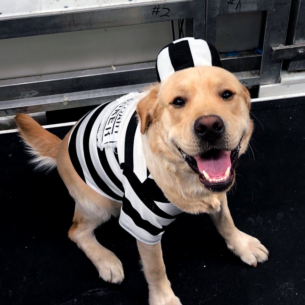 StLouisBlues's tweet image. Bad to the bone 🦴

(just kidding Barclay's still a very good boy)