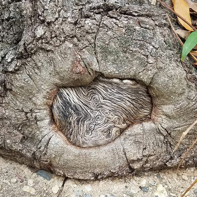 roblessed101's tweet image. This is random but check this crazy design pattern in the base of this tree! I was walking by and glanced down and seen this amazing design. Trees are trippy
#treelove #treehugger #treedesign #letemlive #treecoordinates #consipracytreeetunnelentrance #ha… ift.tt/34i3JhV