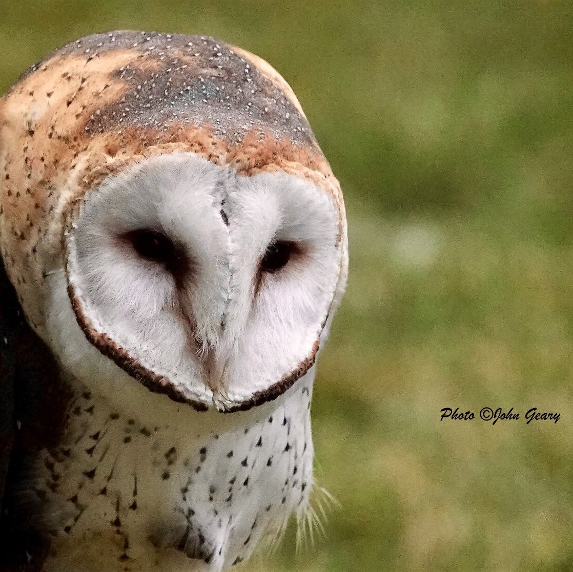 BirdPaddler's tweet photo. It’s #BirdDayThursday! #BirdsOfHalloween! Although not every flying critter associated with #AllHallowsEve is a bird... #Bats join up with #owls and #ravens as being associated with this time of year. #HappyHalloween! #Halloween2019 https://t.co/FsVtaP7kDs