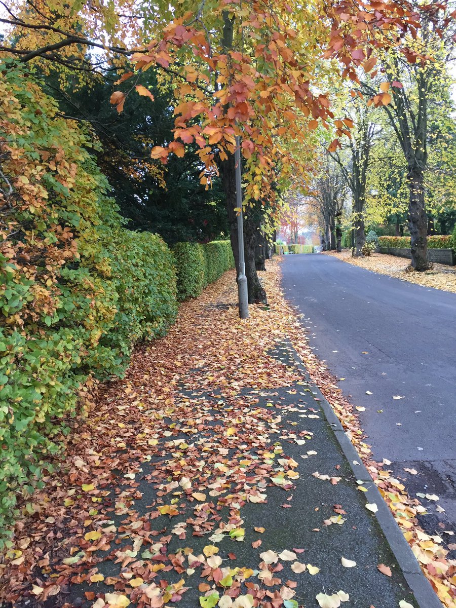 teresamcdonell's tweet photo. Happy #Samhain! πππΎ #DailyWalk full of #conkers #crunchyleaves and lovely #conversationswithstrangers about #leafart #changingcolours #birds and #wildlife. #Autumn #Beech https://t.co/v9mNisiMgx