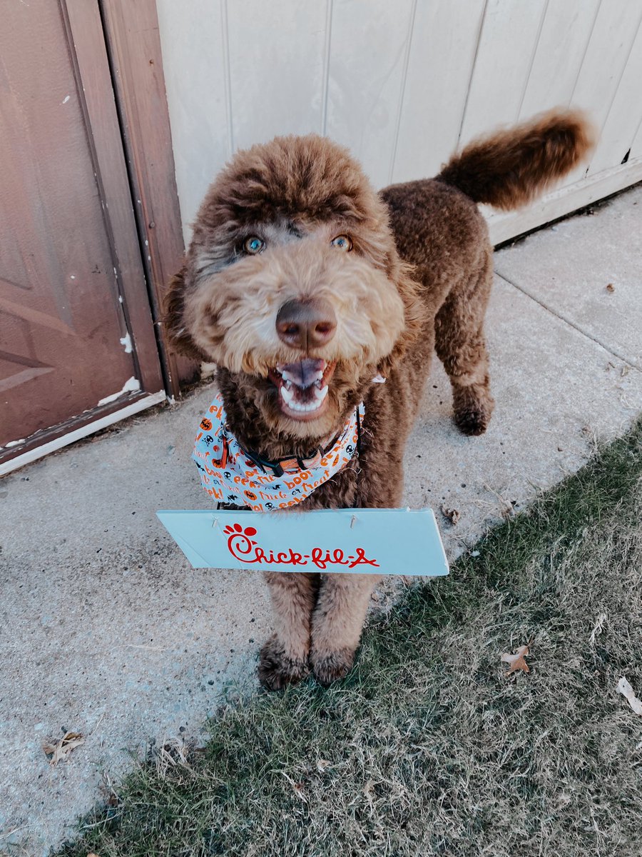 litannyl's tweet photo. I’ll take an 8 count nugget meal please!! 🎃 #nugsfirsthalloween https://t.co/EOokXfRmQb