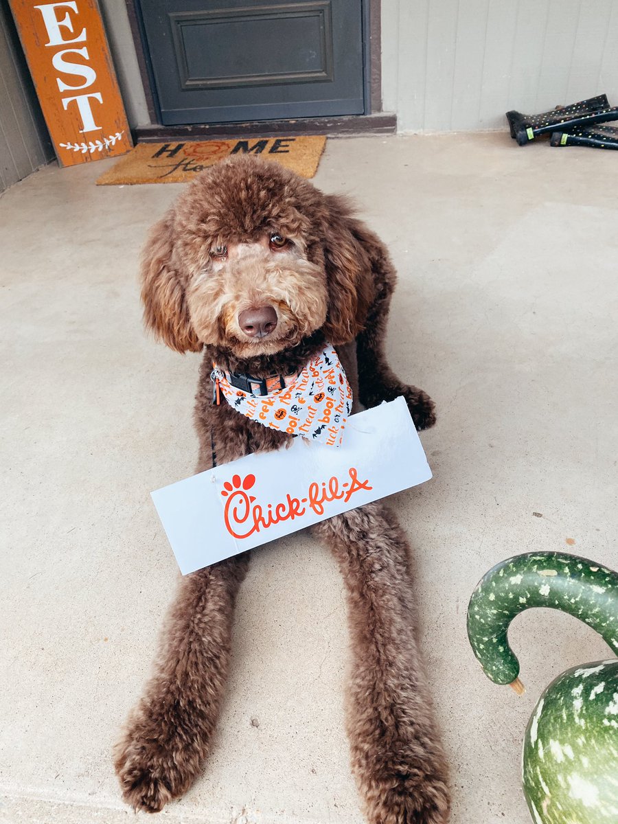 litannyl's tweet photo. I’ll take an 8 count nugget meal please!! 🎃 #nugsfirsthalloween https://t.co/EOokXfRmQb