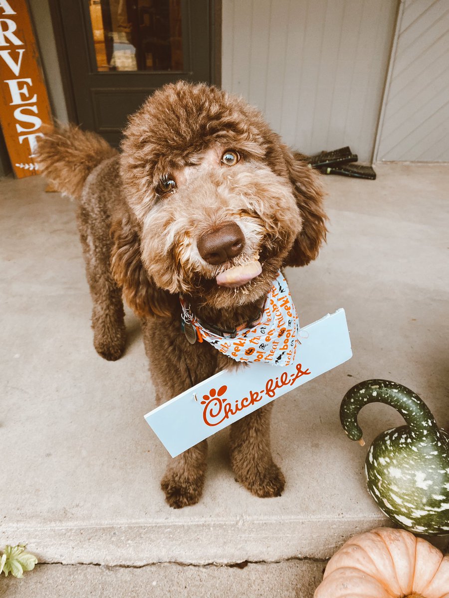 litannyl's tweet photo. I’ll take an 8 count nugget meal please!! 🎃 #nugsfirsthalloween https://t.co/EOokXfRmQb