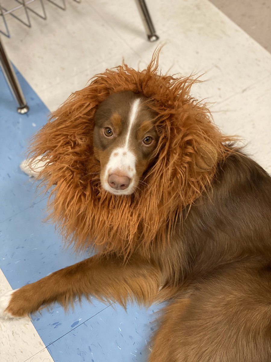 Bentley wanted in on all of the Halloween fun in Ag today! 🎃👻