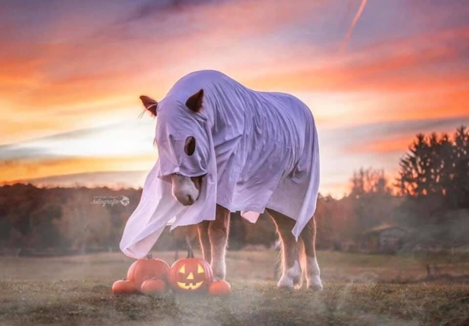 G_EquestrianUK's tweet photo. Happy Halloween 🐴🎃

#ponyhour #horsechathour https://t.co/BqF3afcJfo