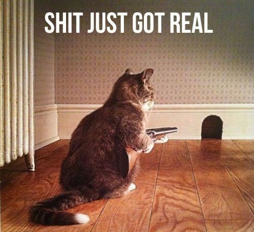 JypsyPlur's tweet photo. #CatMemes #AllCatsAllDay https://t.co/7OVzZzGlqd