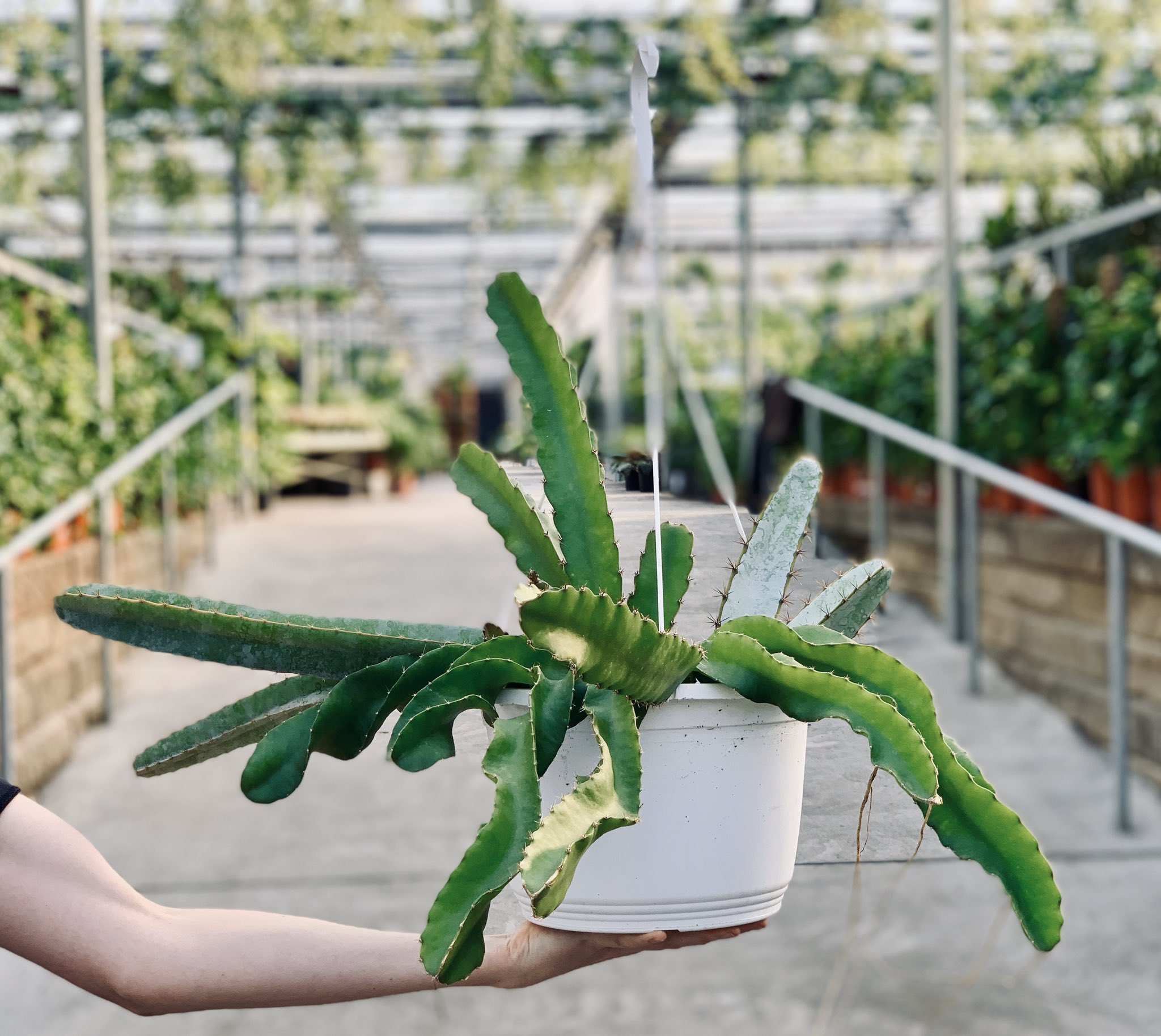 Dragon Fruit Cactuses