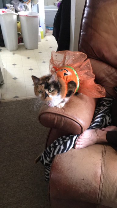 Happy Halloween https://t.co/9OEckxuVyb<a href="/tag/onmfc"class="tags"><span>#onmfc</span></a>