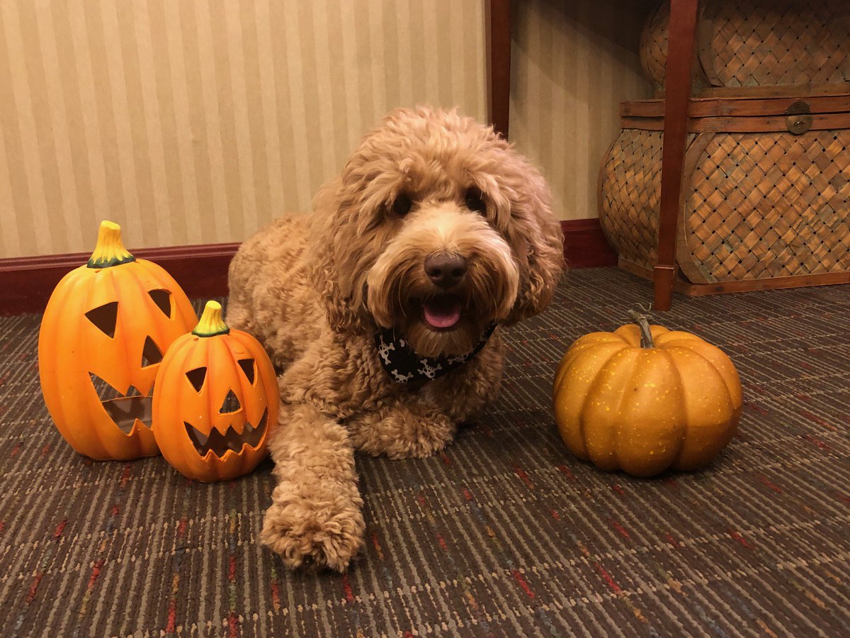 GBM_Law's tweet photo. Trick or Treat! Frankie and all of us at GBM Law wish everyone a fun and memorable Halloween! Have a wonderful time dressing up and trick-or-treating this year!  Please stay safe! #protectingohio #personalinjuryattorney #dogsofohio #halloweendogs https://t.co/VbNhkRciqg