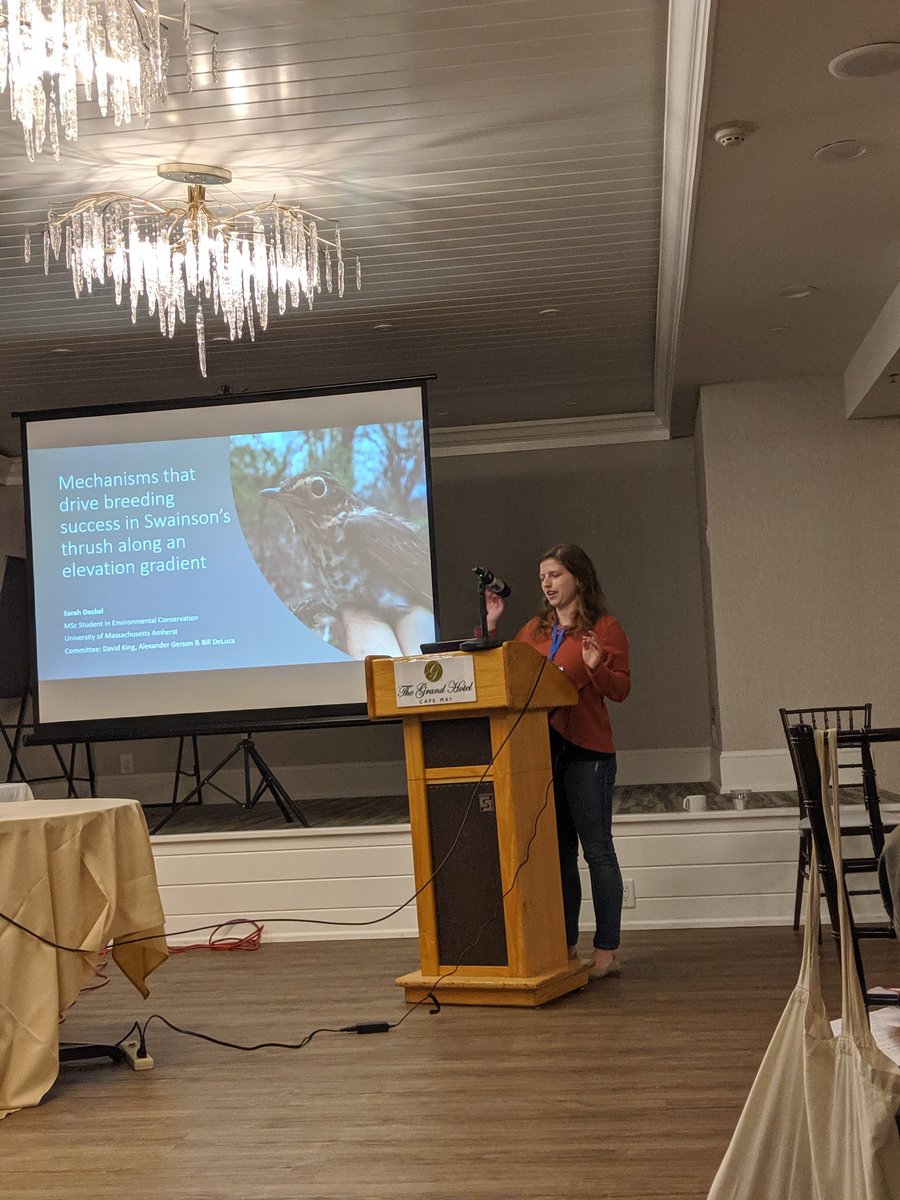 chiroxiphia81's tweet photo. .@chasingSWTH looks at breeding success of Swainson's Thrush along an elevation gradient in the White Mtns of NH. Representing the @Umass_birdphys lab! #AFOWOS2019 https://t.co/oY1SdixoVj