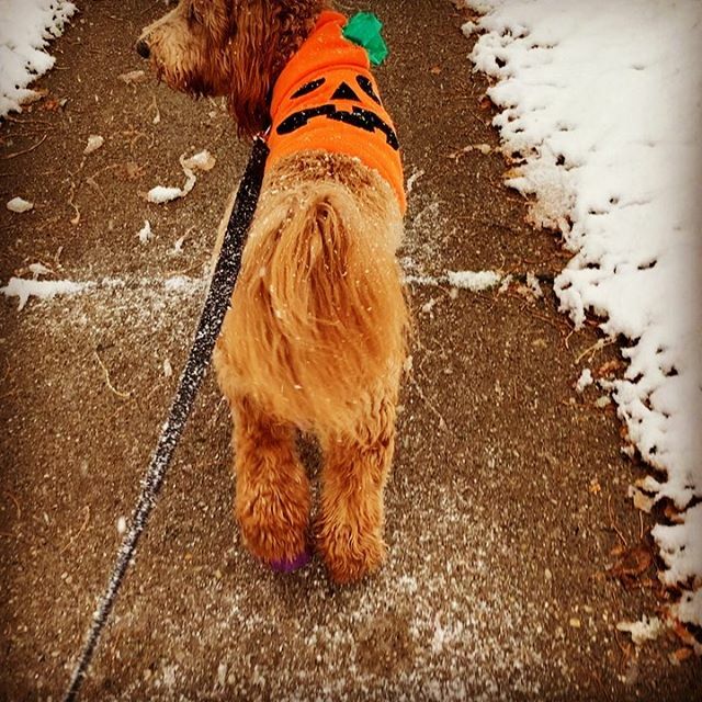 DanaGeurts's tweet photo. First snowfall of the season and Howloween! Mom made me wear my pumpkin costume and my boots - but I still had fun tromping through all the snow!
.
.
...
.
.
#snowbaby #howloween #halloween #pumpkin #snowboots #winterishere #winterinoctober #wetdogwednes… https://t.co/T1fZplHo7I https://t.co/PKqSZeMz9w