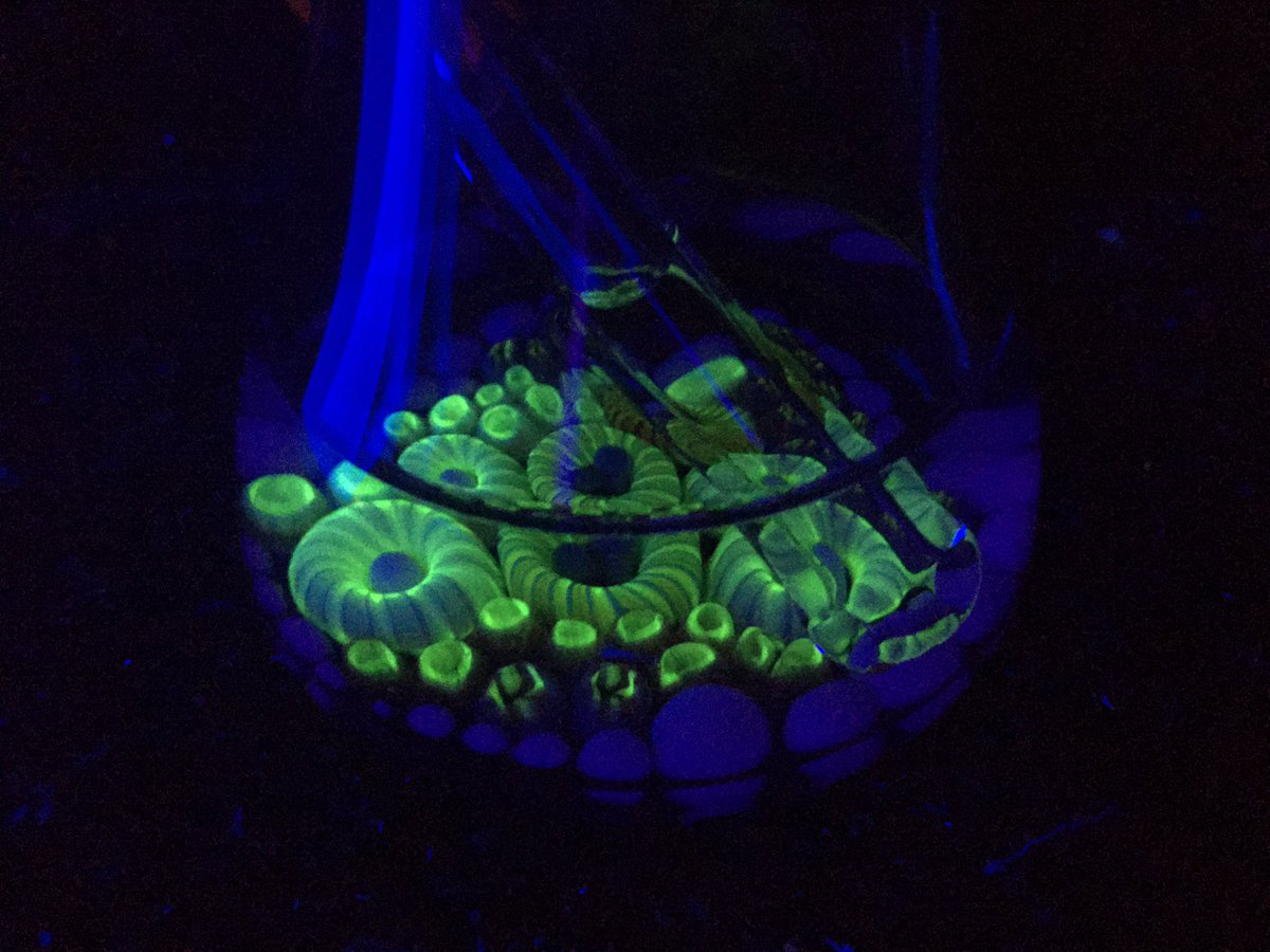JohnnyLandini's tweet photo. Rust travel style Octo minitube.  AVAILABLE.  DM for info.  #minitube #glassoftwitter #glassart #headyglass #bonnaroo https://t.co/Mn7XRuqWBY