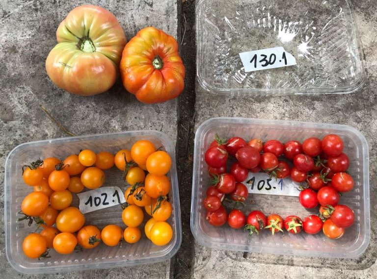 SLT_Divulgacion's tweet photo. Nuevo en SLT
12 TOMATES RECUPERADOS LIDERAN EL RANKING DE LOS MÁS SABROSOS
https://t.co/efM6WHZJFD
#slt #fauba #sobrelatierra #UBA
#genética #ranking #tomates #criollo #sabor #semillas #horticultura #degustación #variedades #bioleft #agriculturafamiliar #hortalizas #Ciencia https://t.co/PB6u7I5Yml
