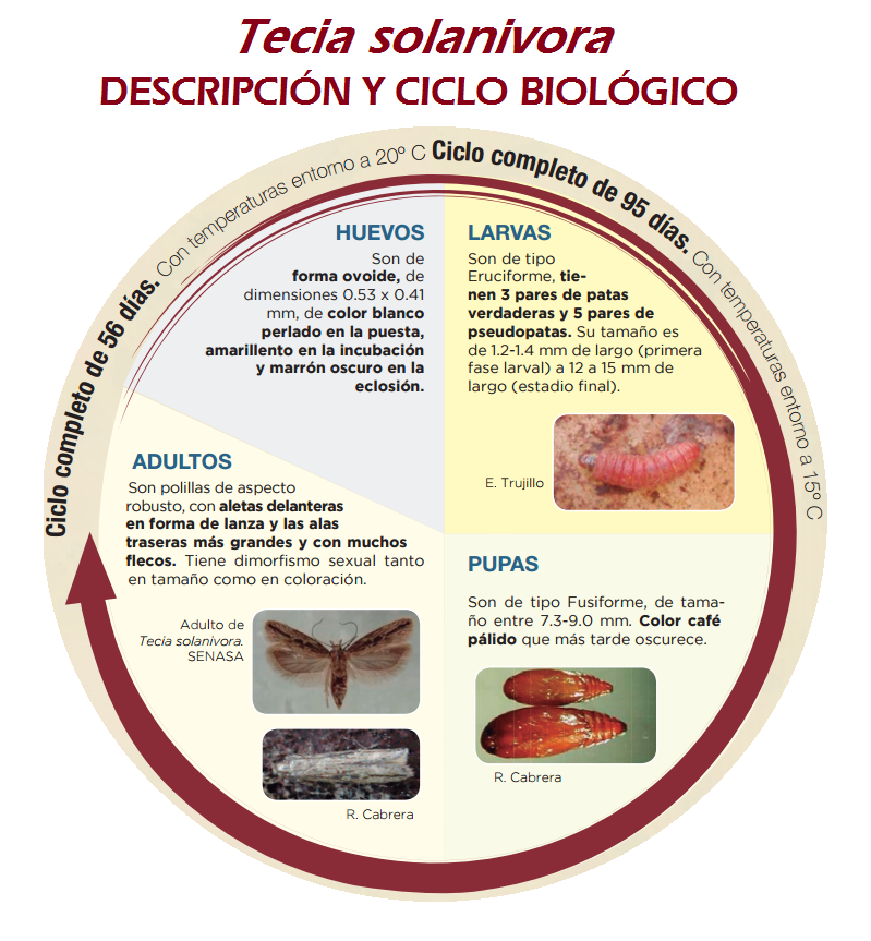 RAIF_noticias's tweet photo. Este es el ciclo biológico de Tecia solanivora. Si eres productor, almacenas o distribuyes patata debes tener en cuenta que la prevención es importante.
#RAIF #patata #tecia https://t.co/PEobnvCwyV
