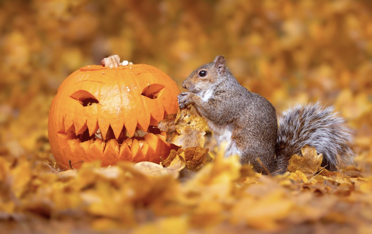 Pocket Pals tweet media