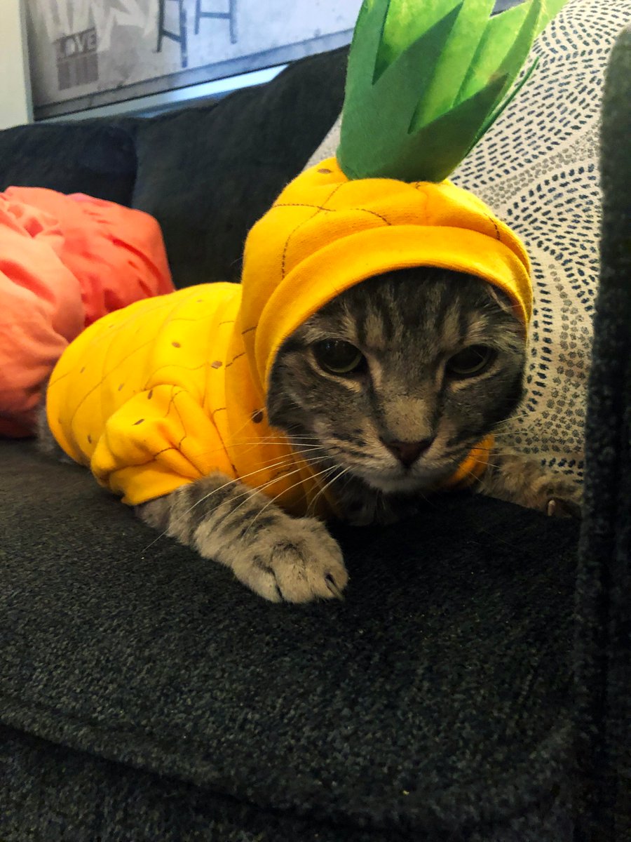 HephNeedsAHome's tweet photo. #HappyHalloween! 🎃 There I was napping when foster parents turned me into a pineapple. They say it will help me find a #ForeverHome. What do u think? 🐱
My name is Heph and I'm a #FosterCat in #LA. I'm full of love & cuddles, won't you #AdoptMe?
#CatsOfTwitter #Cat #Meow https://t.co/ndy5ockcpW