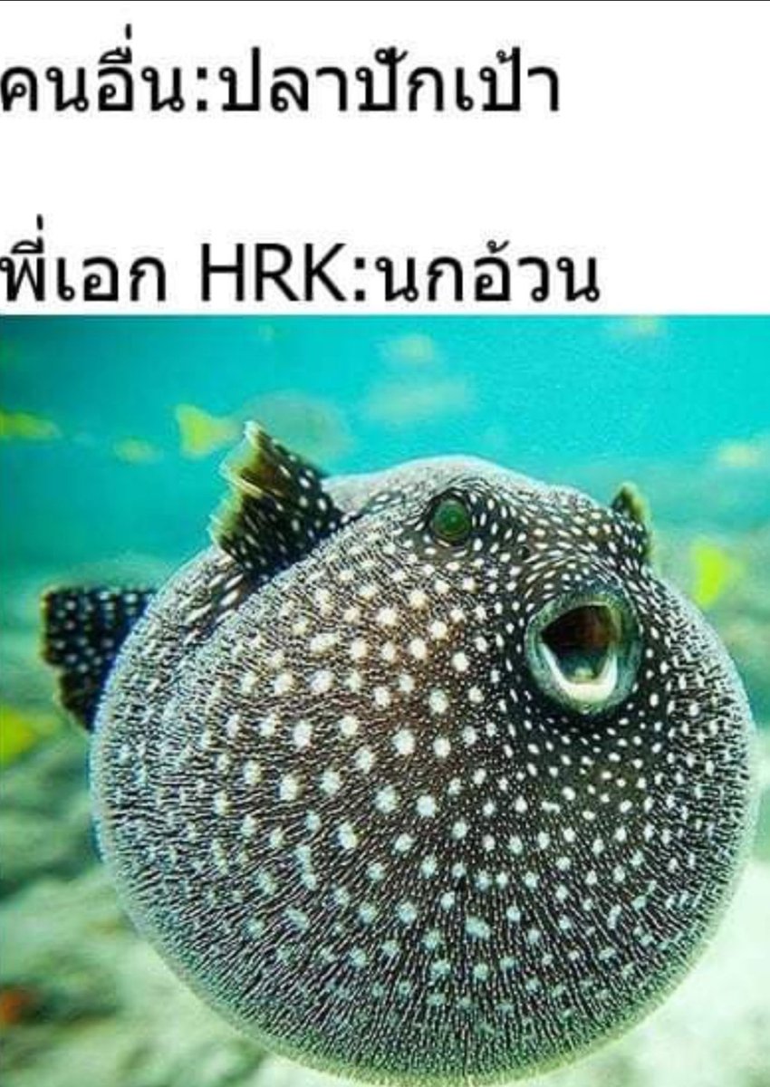 นกอ้วนก็นกอ้วนค่ะ #HRK