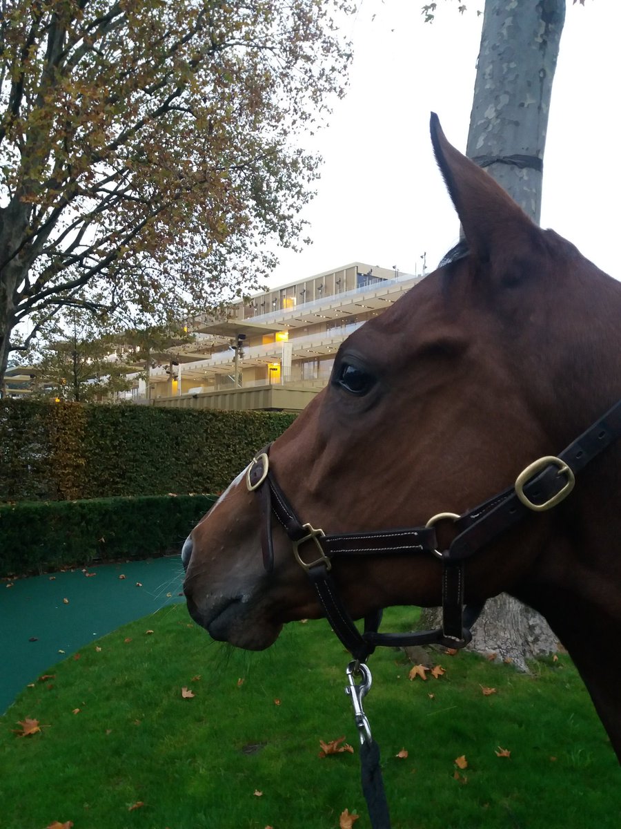 NicBellanger's tweet photo. 31/10/2019 Pour sa deuxième course GELINKA termine 5ème @paris_longchamp d'une classe 2 .
#ecuriebellanger #gelinka https://t.co/we7GCon1zl