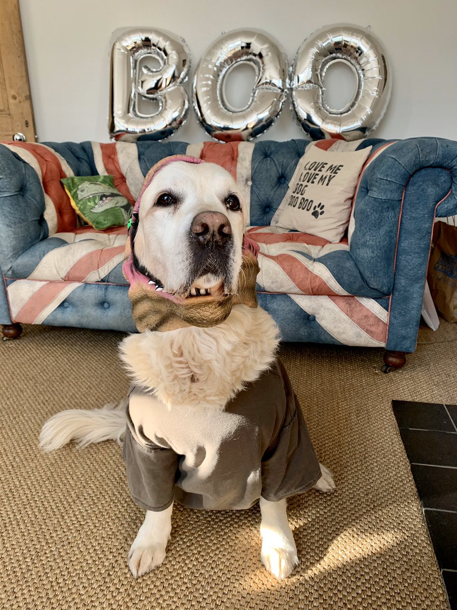 MuttsButts's tweet image. Happy Howl-O-Ween from a scary T Rex ... 🎃😂 Have fun and stay safe X