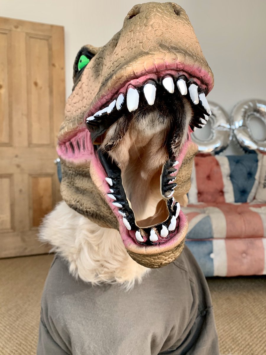 MuttsButts's tweet image. Happy Howl-O-Ween from a scary T Rex ... 🎃😂 Have fun and stay safe X