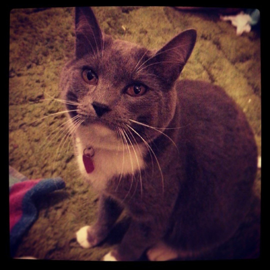 runawaypets's tweet photo. Help us find Doug the Cat
Get the app https://t.co/0nn1yxPETE
โ ๏ธ #FurAlert
#cats #cat #catsofinstagram #catstagram #instagram #catlover #instacat #pets #kitten #meow #love #cute #kitty #pet #kittens #animals #catlovers #catoftheday #petstagram #catlife #instagood #lovecats https://t.co/8FWcgLpNaV