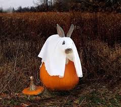 MartinsPets's tweet photo. #HappyHalloween to one and all. Even #LittleFriends can be spooky, with the right costume! #MartinSmallPet #Rabbits https://t.co/L4MlUKRJhD