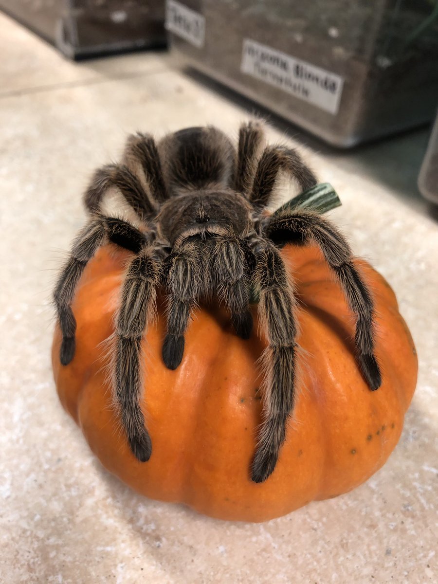 ISUInsectZoo's tweet photo. Budd wants to wish you all a Happy Halloween! 🎃🕷#halloween #rosehairtarantula #iowastateuniversity https://t.co/WoBqO84GIr