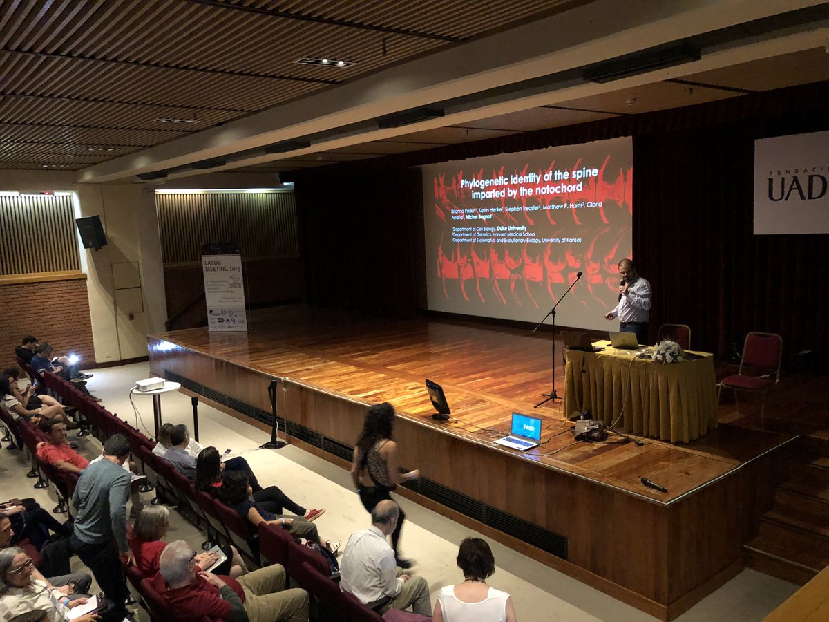 Planaria1's tweet photo. Michel Bagnat @BagnatLab @DukeU presents the penultimate talk of the meeting: «Phylogenetic identity of vertebral axis imparted by the notochord”
https://t.co/d0PZaVrUlD
@LASDB_DevBiol @___SDB___ #LASDB19 https://t.co/JgQTkWc27d