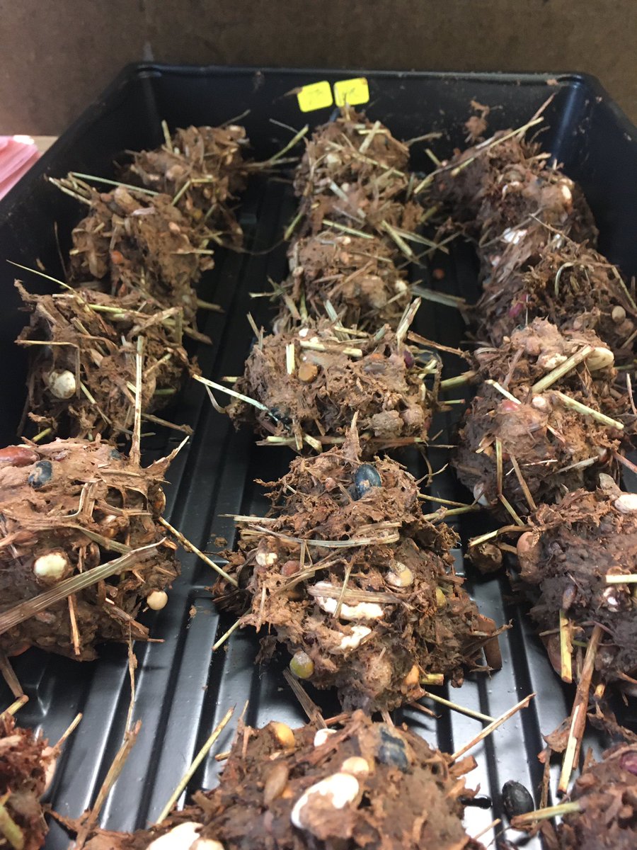 MissLindsey's tweet photo. Had a spooky day dissecting some elephant poop! Learning about biodiversity and keystone species in biology class🐘🔬@BarringtonHS220 #BHSBio #HappyHalloween https://t.co/9LYs7jev2H