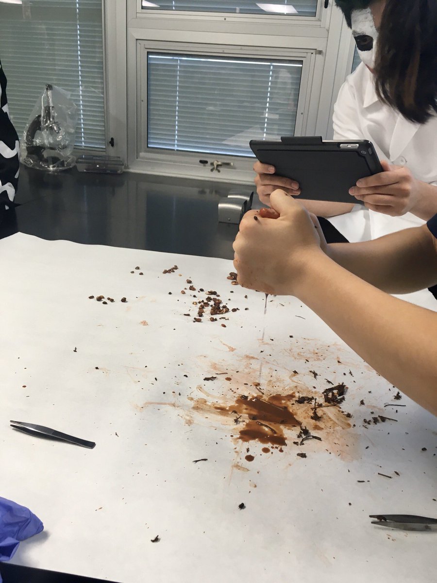 MissLindsey's tweet photo. Had a spooky day dissecting some elephant poop! Learning about biodiversity and keystone species in biology class🐘🔬@BarringtonHS220 #BHSBio #HappyHalloween https://t.co/9LYs7jev2H