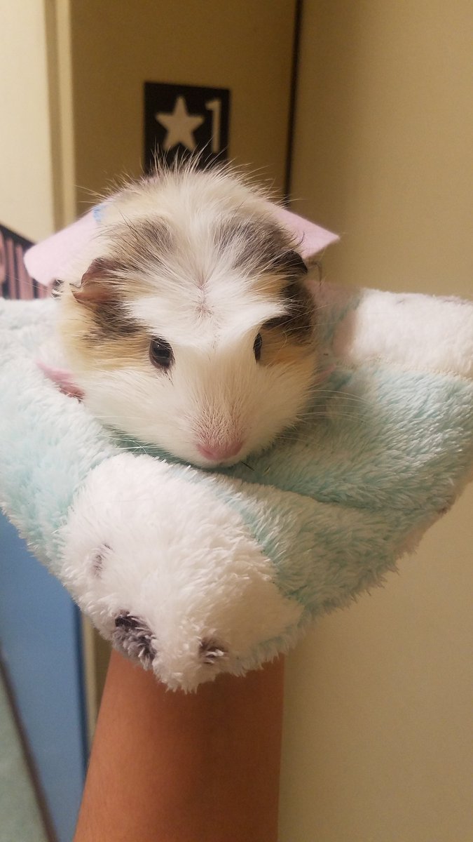 MrsColon15's tweet photo. Happy Halloween from Super Buttercup! 

Pets can dress up too. Check out the handmade superhero cape we made for our class pet at DWS 😁

#halloween2019 #pethalloweencostume #dws #Weehawkenpublicschools https://t.co/rpoN37hLJ8