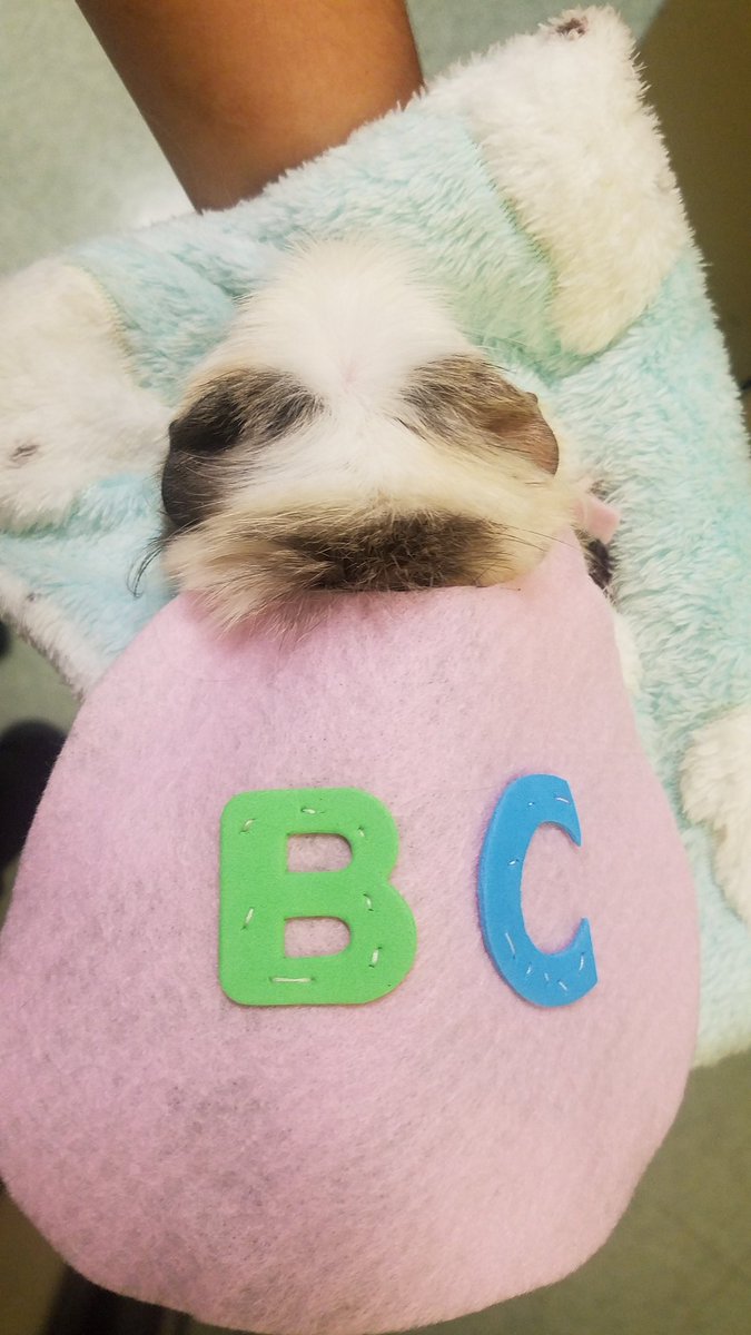 MrsColon15's tweet photo. Happy Halloween from Super Buttercup! 

Pets can dress up too. Check out the handmade superhero cape we made for our class pet at DWS 😁

#halloween2019 #pethalloweencostume #dws #Weehawkenpublicschools https://t.co/rpoN37hLJ8