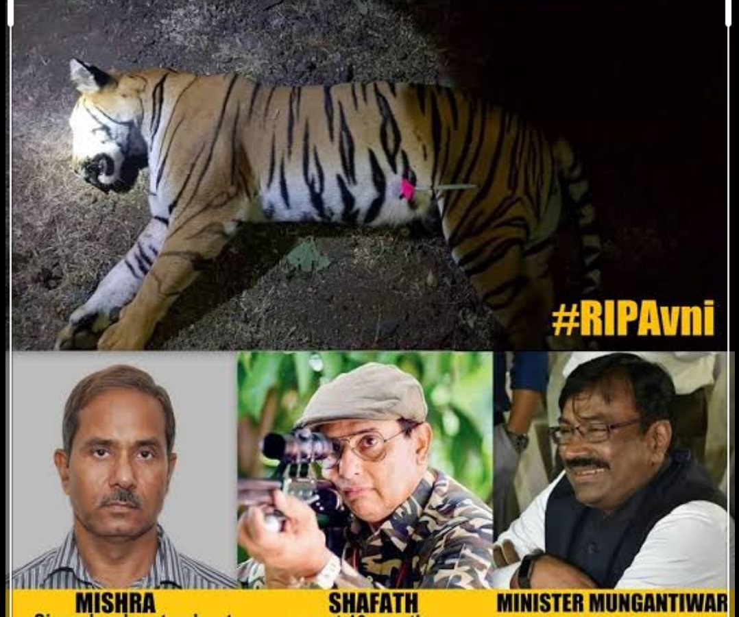 koushikdas47's tweet photo. #AYearOfAvnisMurder,Culprits are still roaming free,#MaharashtraGovt 
#ShafathKhan #AkMishra #Mungantiwar #JusticeDenied
Avni will never be forgotten 🐯 #RIPAvni https://t.co/pzWNBBn9LO