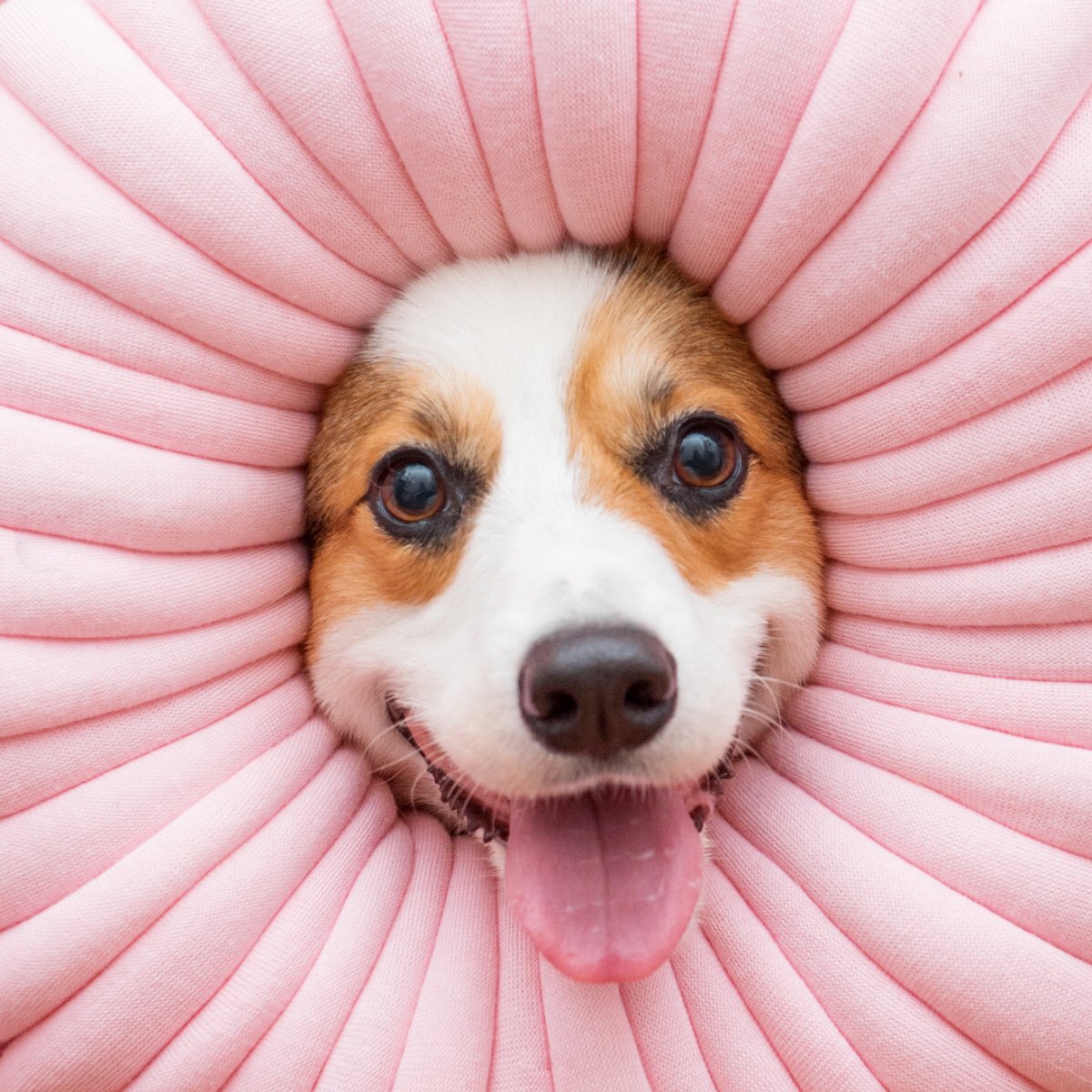 Ohhio style Halloween party 👻  .
Photo by @poulthecorgi