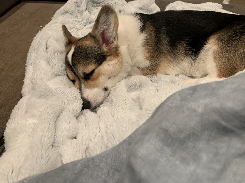 snocorgi's tweet photo. Trick or treating was exhausting and amazing and omg I want to do it all again except without the costumes cause I think real monsters were there too!!!! 😱 #posthalloweenhangover #stayeduptoolate #scary #halloween🎃👻 #corgi #corgipuppy https://t.co/ptxwXhvWgp