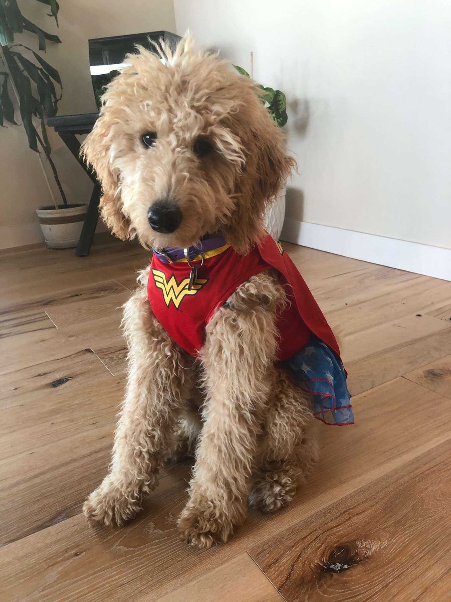 SycleNet's tweet photo. #Happyhalloween from your friendly #Sycle pup, Oakley! Are your office dogs dressed up for #Halloween? We want to see pictures!
#audpeeps #audiology https://t.co/8kHsjENZbZ