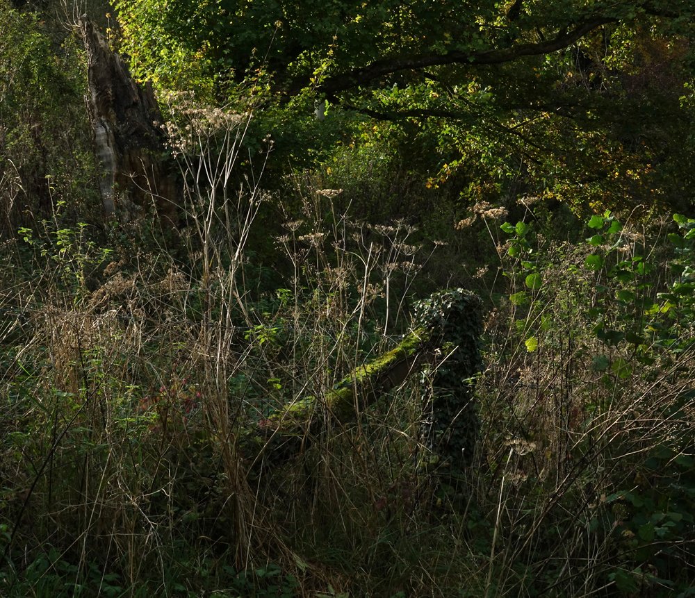 bravuogn's tweet photo. getting Autumn-y in the Kennet Valley this week https://t.co/EX8VccYp0s