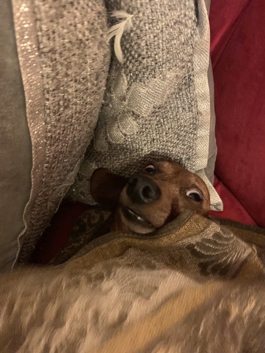 my mom just sent me this picture of her dog Maggie with no context... I CAN’T STOP LAUGHING AT IT!