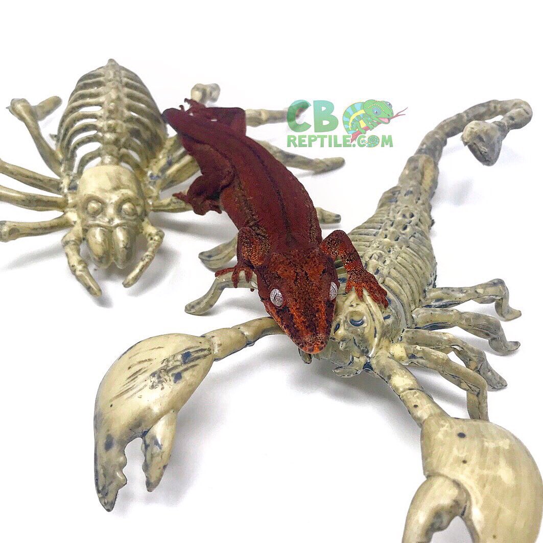 CBReptiles's tweet photo. If you’ve got it, haunt it!🕷🦂
Happy Halloween from all of us here at CBreptile! Be safe and don’t eat too much candy!😂🔥🎃👻🔥

#gargoylegecko #gecko #reptiles #geckobreeder #gargoylebreeder #geckolife #captivebred #halloween #happyhalloween #spookyseason #spooky #spookyszn https://t.co/VhgZ3AR63T