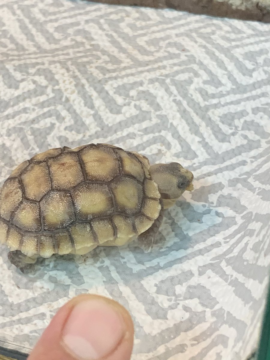 cstock24's tweet photo. Tortoise hatchlings! 🐢 A very cool experience for the students and the process raises many questions. @PotterJHS @FUESDSchools https://t.co/lSajfcnAHq