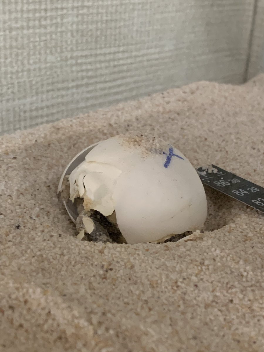 cstock24's tweet photo. Tortoise hatchlings! 🐢 A very cool experience for the students and the process raises many questions. @PotterJHS @FUESDSchools https://t.co/lSajfcnAHq