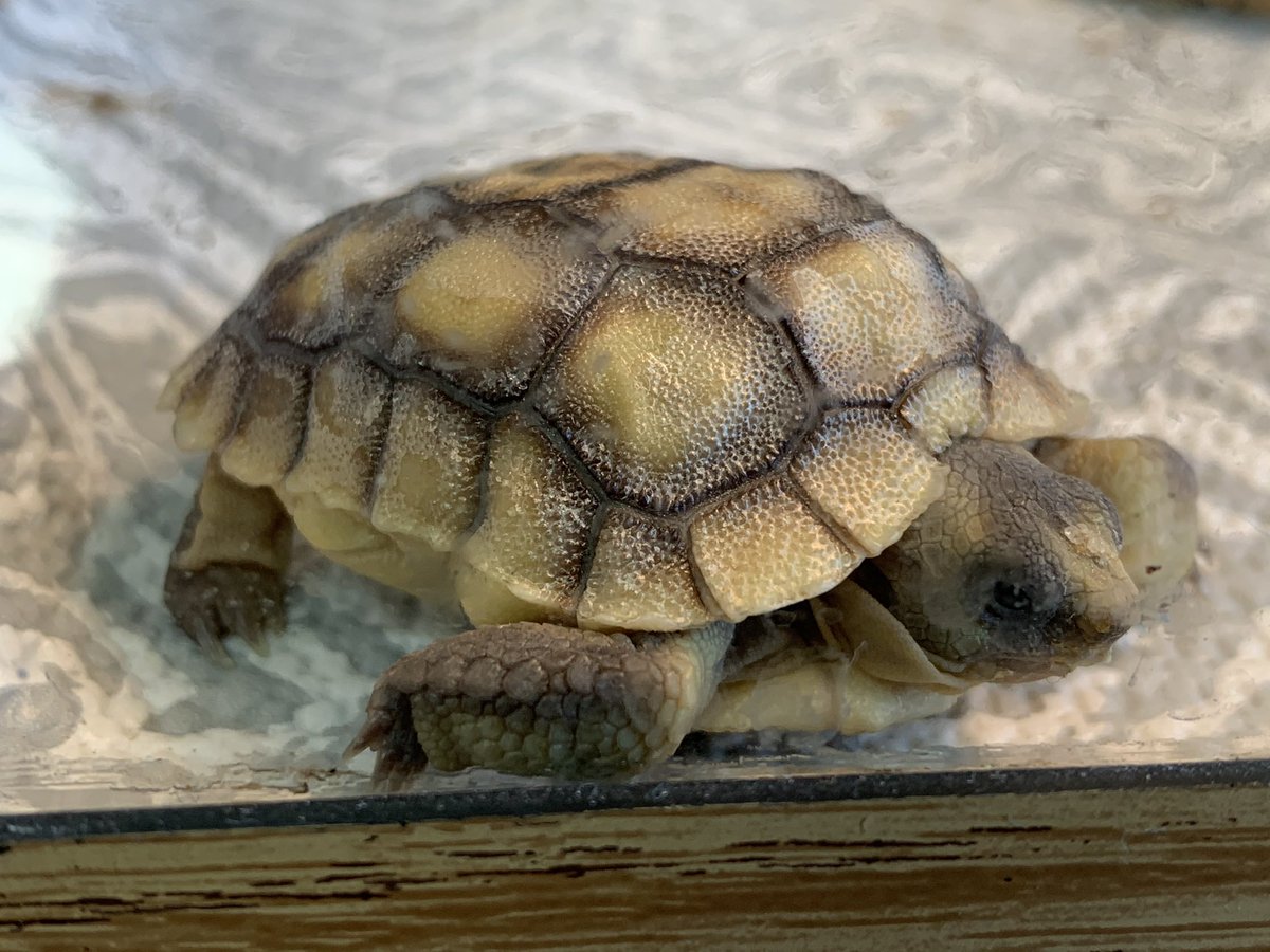 cstock24's tweet photo. Tortoise hatchlings! 🐢 A very cool experience for the students and the process raises many questions. @PotterJHS @FUESDSchools https://t.co/lSajfcnAHq