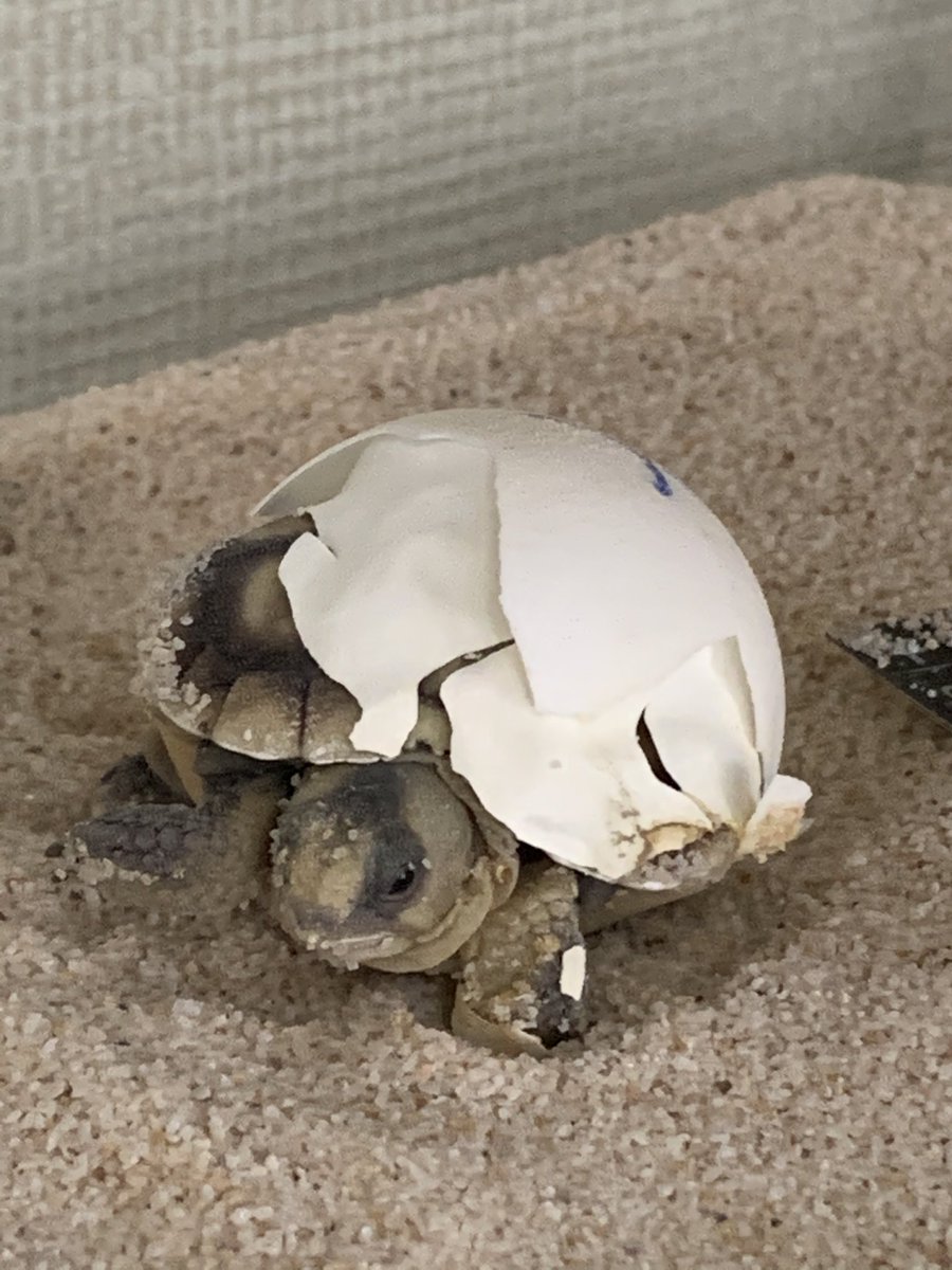 cstock24's tweet photo. Tortoise hatchlings! 🐢 A very cool experience for the students and the process raises many questions. @PotterJHS @FUESDSchools https://t.co/lSajfcnAHq
