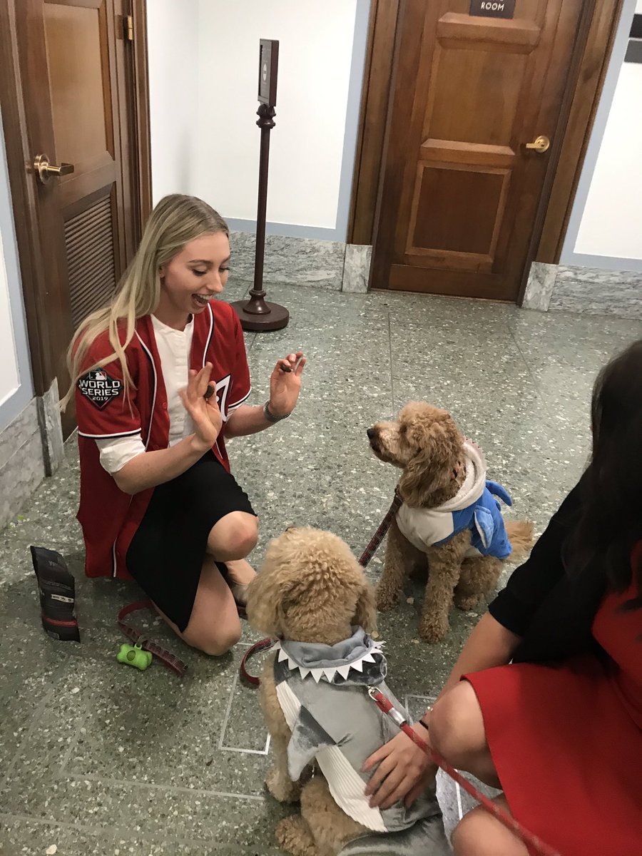 AliceOllstein's tweet photo. The Senate’s “bipawtisan” dog costume parade is the greatest event of the year in these hallowed halls https://t.co/E8zwSiErHX