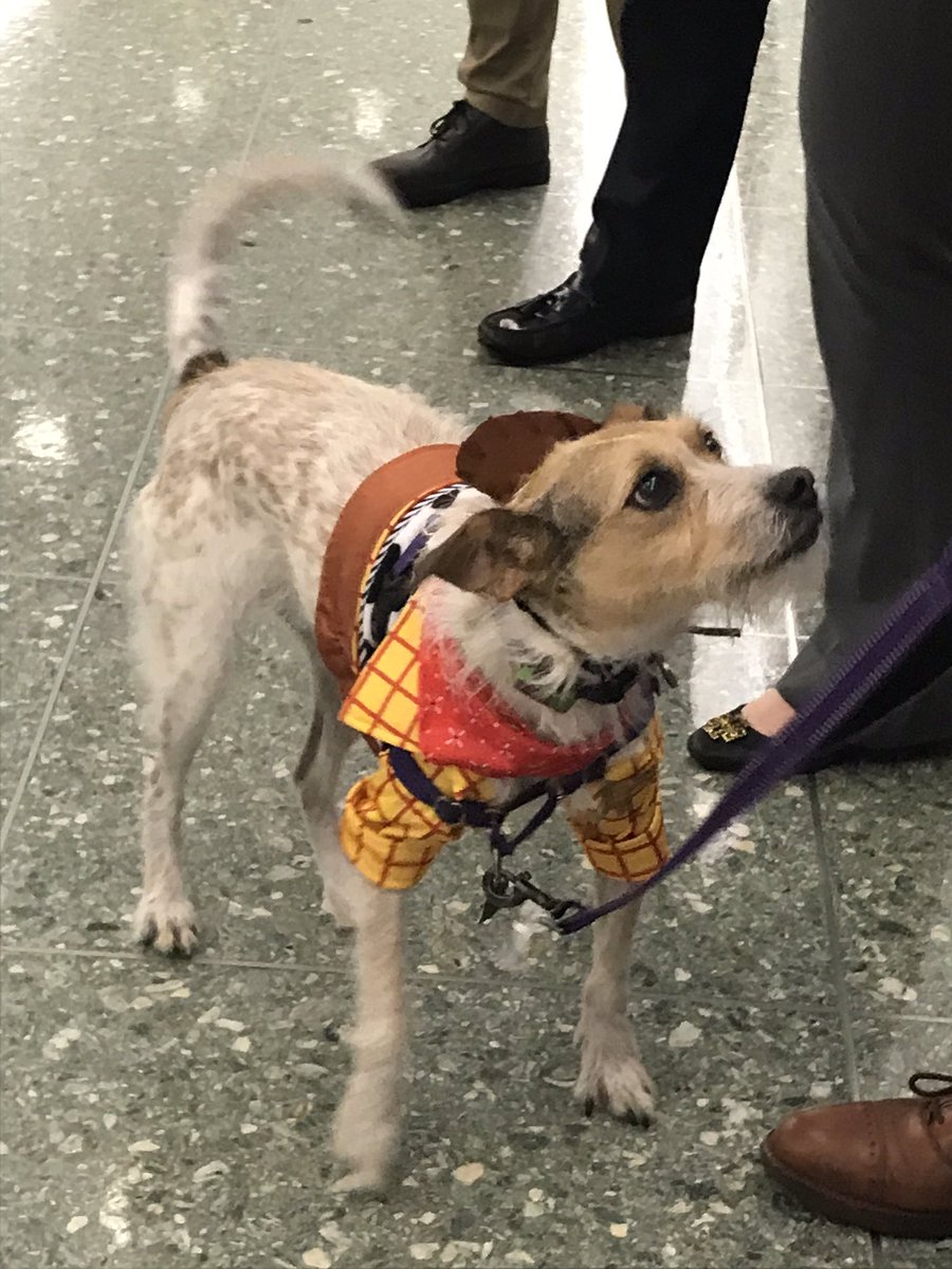 AliceOllstein's tweet photo. The Senate’s “bipawtisan” dog costume parade is the greatest event of the year in these hallowed halls https://t.co/E8zwSiErHX