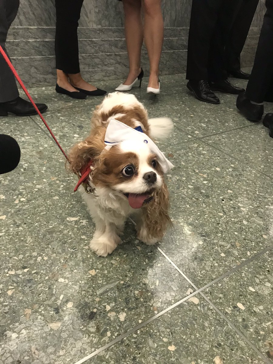 AliceOllstein's tweet photo. The Senate’s “bipawtisan” dog costume parade is the greatest event of the year in these hallowed halls https://t.co/E8zwSiErHX