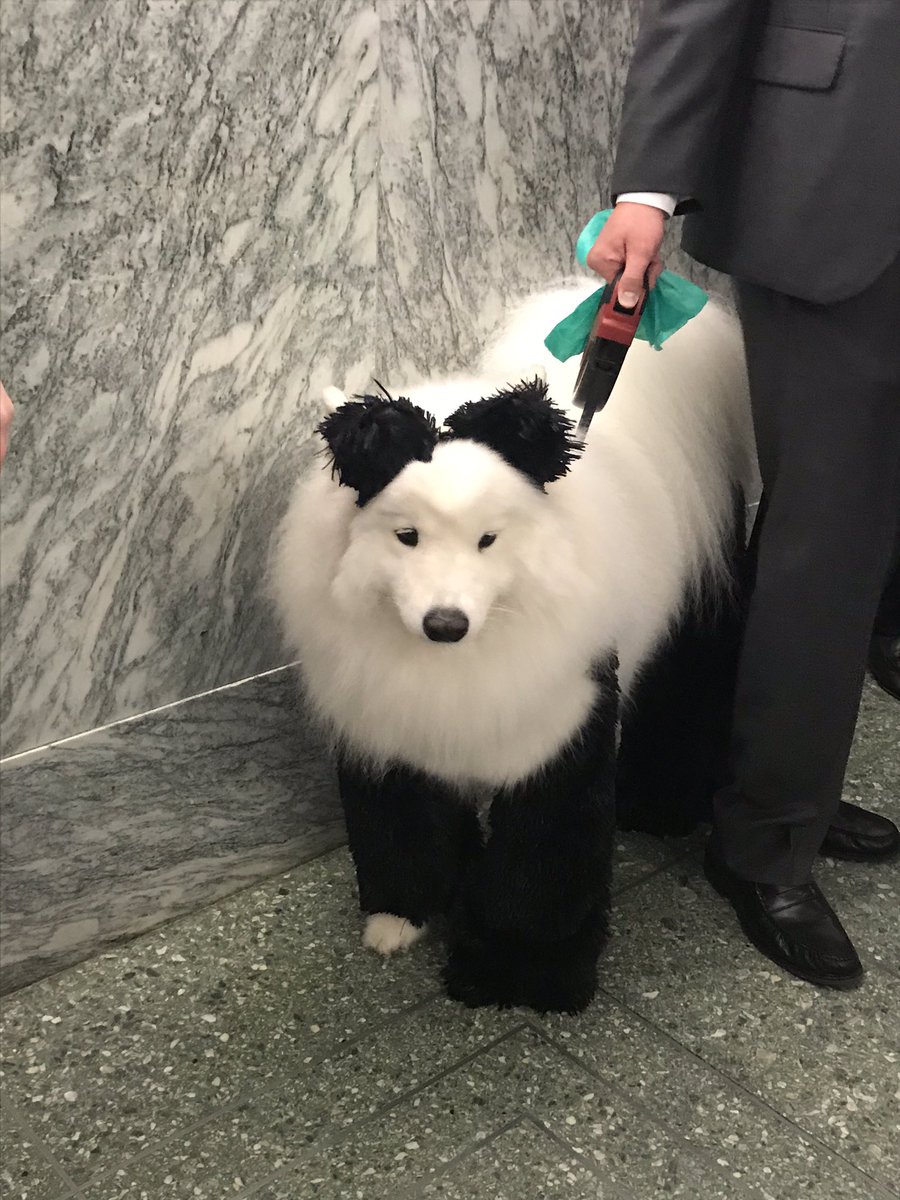 AliceOllstein's tweet photo. The Senate’s “bipawtisan” dog costume parade is the greatest event of the year in these hallowed halls https://t.co/E8zwSiErHX
