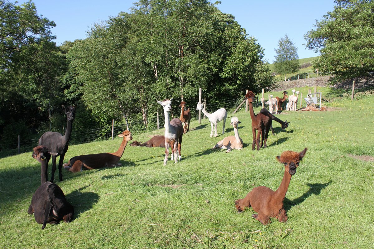 ITV News at 10 tonight !!  Don't know who will have the starring role Shaun being interviewed as a local business owner about the General Election or our alpacas as a back drop !